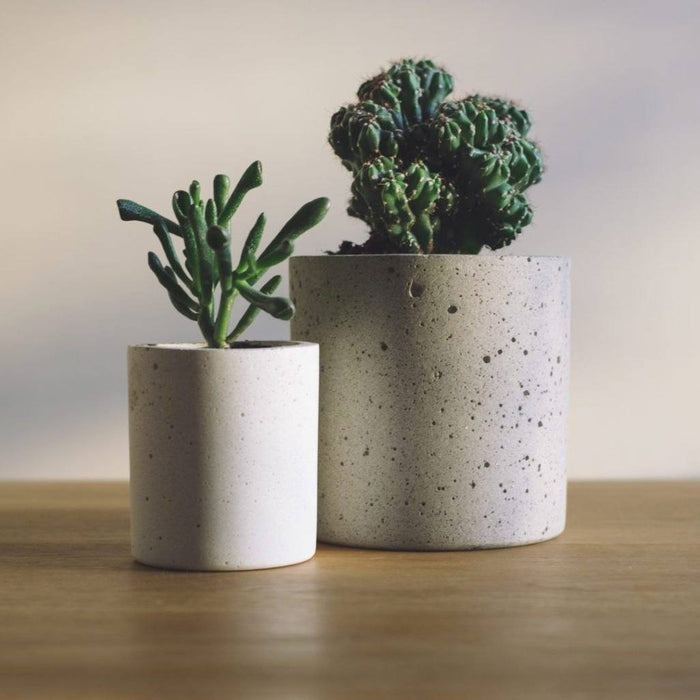 How to Keep Succulents Alive Indoors