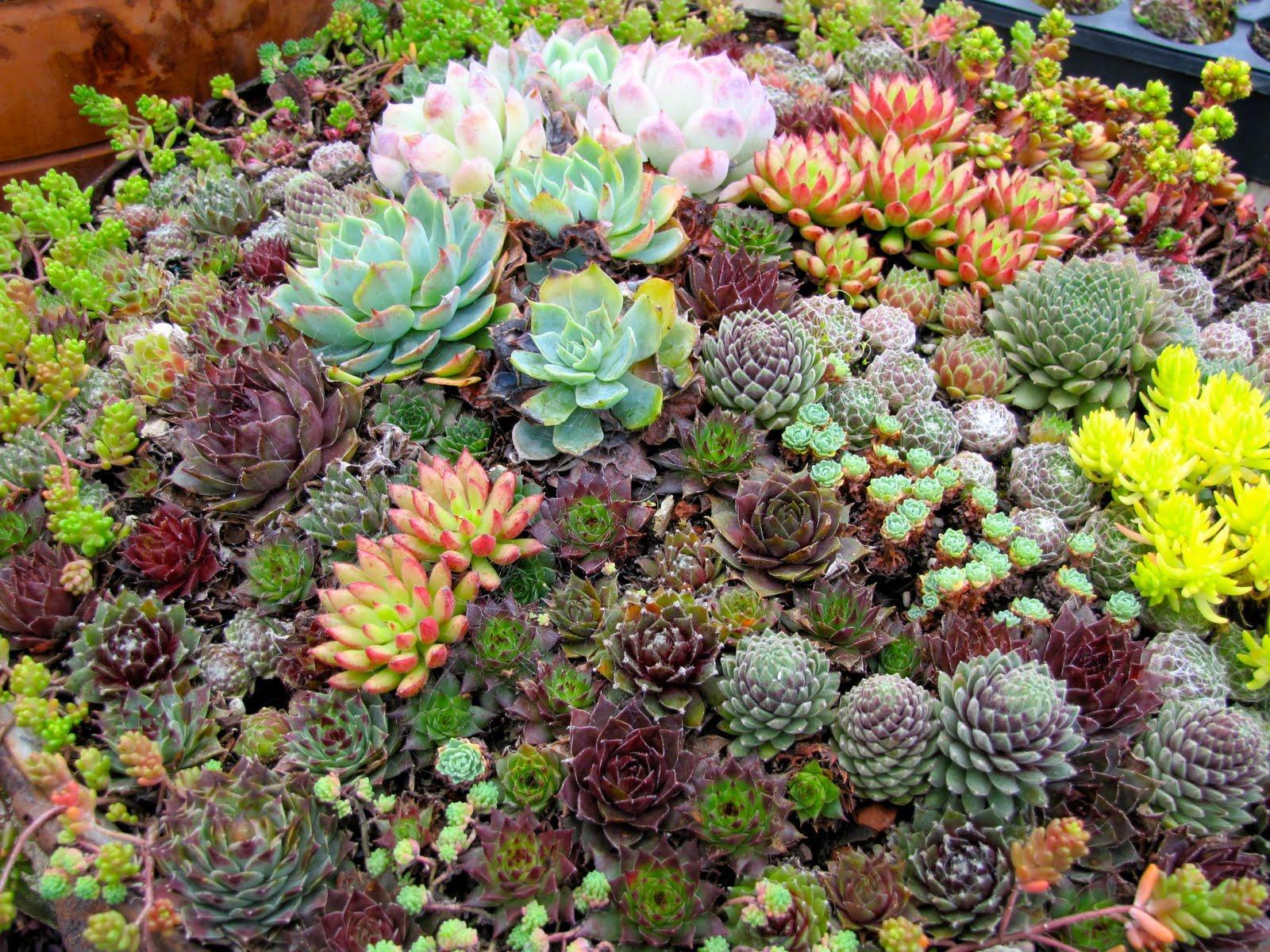 10 reasons why succulents are the best plants around