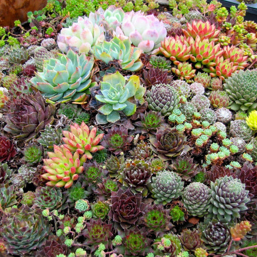 10 reasons why succulents are the best plants around