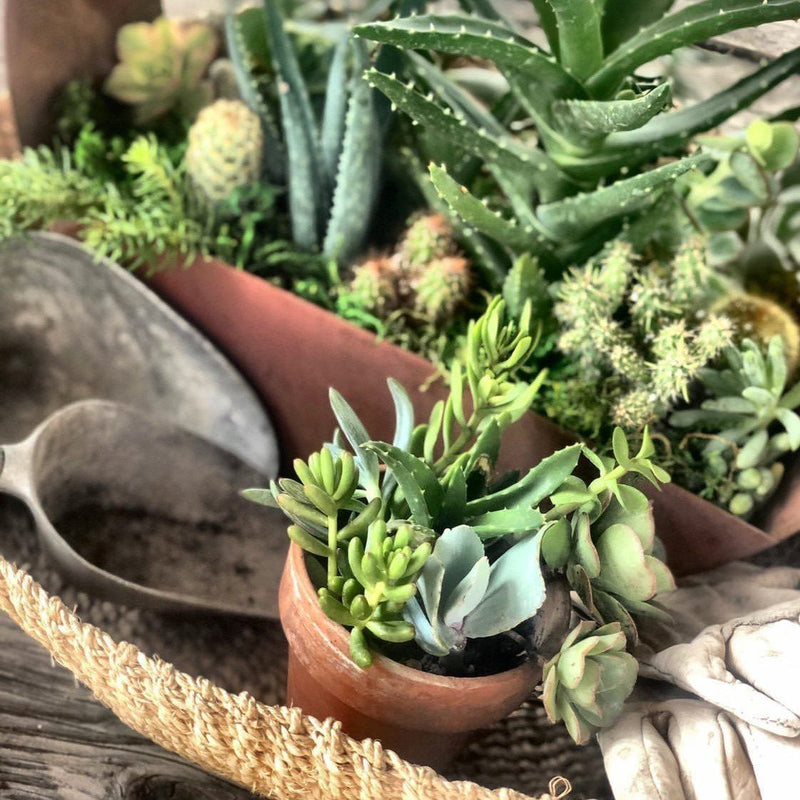 clay pot plants Clay Pot - White main image 0