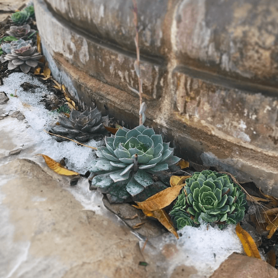 succulents shoppe Ebony Art Succulent
