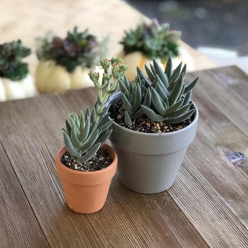 Crassula mesembryanthemoides Hybrid | Harddy Succulent and Cactus