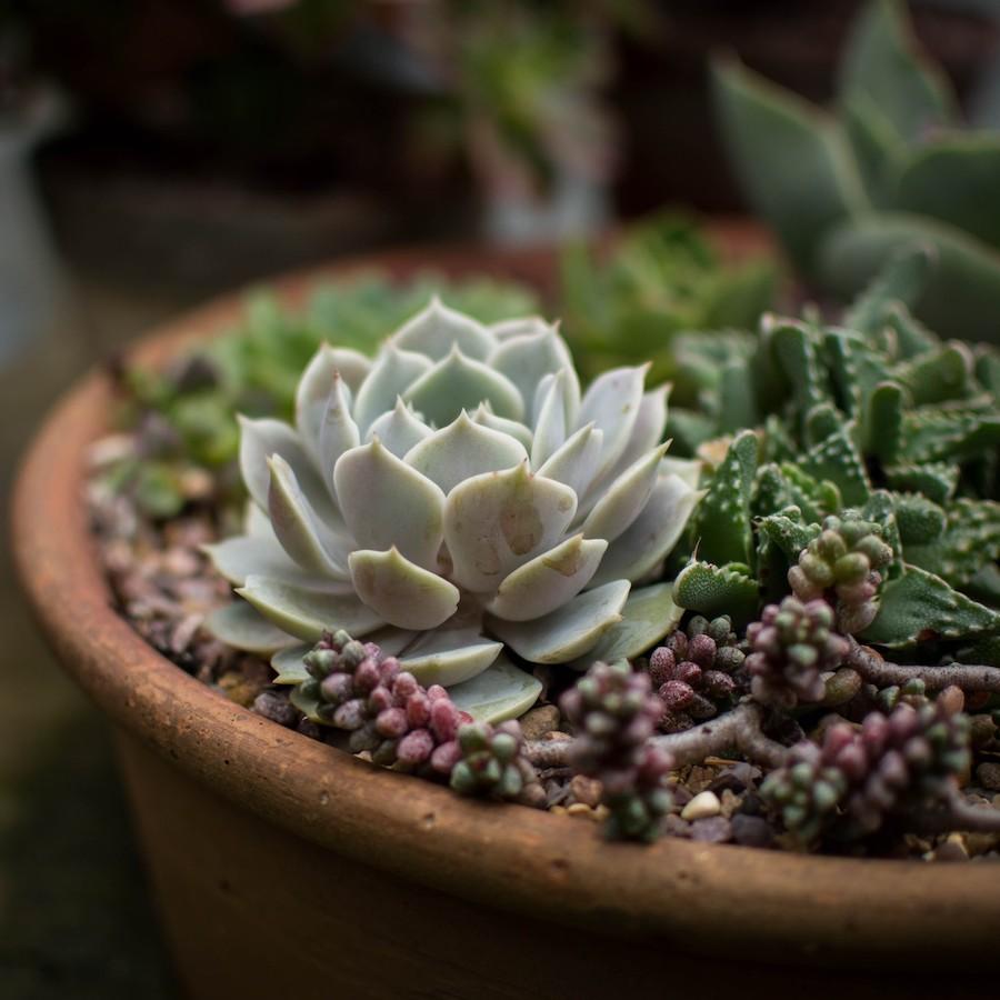 Winter Blues, Green Thumb: How to Care for Your Succulents in Winter