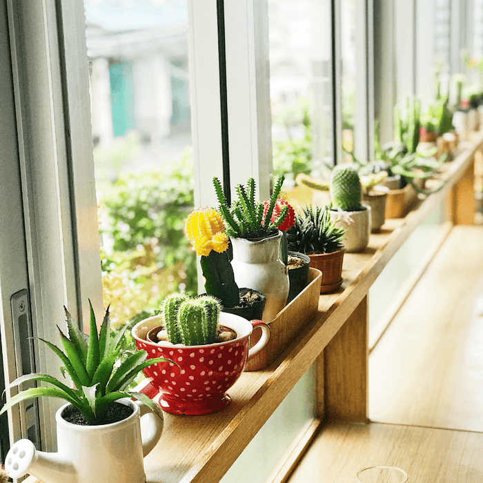 Top 5 Tips to Choosing Indoor Succulents