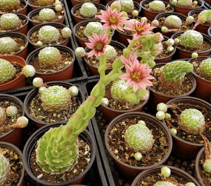 Blooming Succulents Tips: When Succulents Flower | Harddy Succulent Care  Tips & Tricks blog