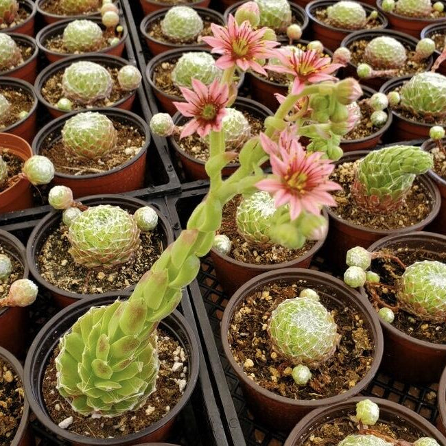Blooming Succulents Tips: When Succulents Flower