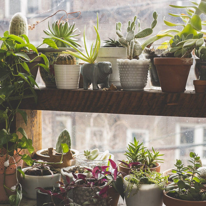 How to Care for Succulents Indoors During Winter
