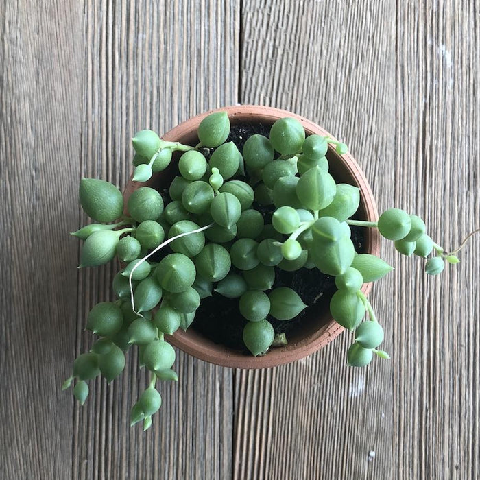 Do Succulents Like Small Pots? Spoiler Alert - They Do!