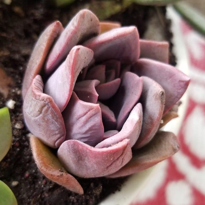 How Often Should I Water my Succulents in Winter Season? | Harddy  Frequently Asked Succulent & Cactus Questions blog