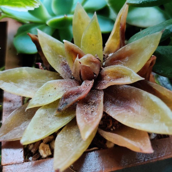 Why Succulents Turn Yellow - Overwatering