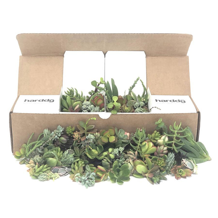 75/100 Assorted Succulent Cuttings | Pack | Harddy