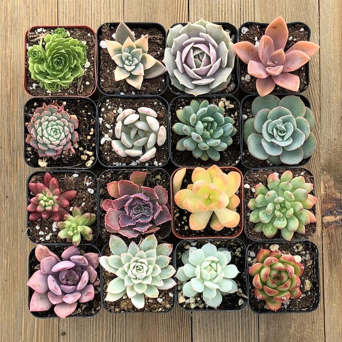 rosette shaped succulents Unique Rosette Succulent Collection - No Duplicates