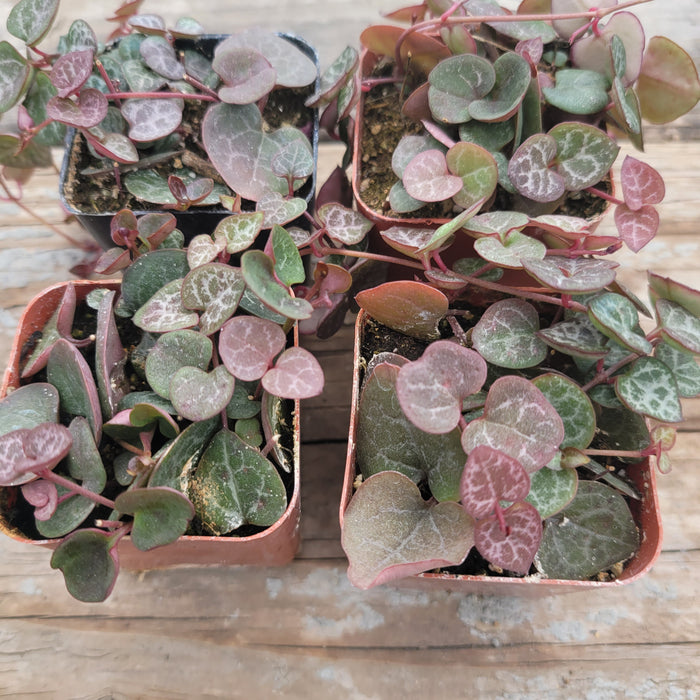 ceropegia succulents 2 inch String of Hearts, Ceropegia Woodii