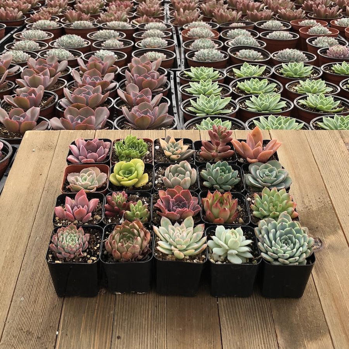 succulents rosettes Unique Rosette Succulent Collection - No Duplicates