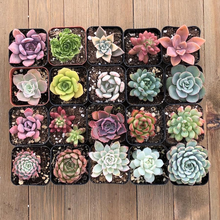 succulent rosette types Unique Rosette Succulent Collection - No Duplicates
