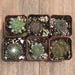 Frost Hardy Sempervivums - Assorted Collection | Pack | Harddy