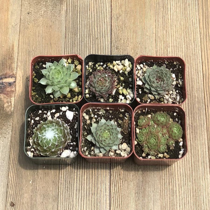 frost tolerant succulents Frost Hardy Sempervivums - Assorted Collection