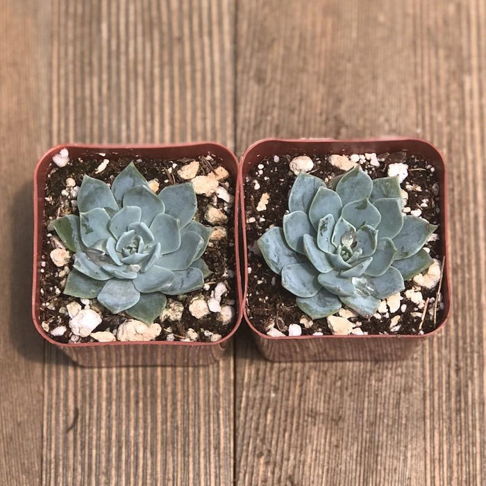 Echeveria Blue Mist - Echeveria Secunda - 2 inch | Plant | Harddy