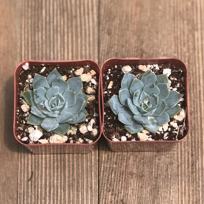 blue rabbit succulent Echeveria Blue Mist - Echeveria Secunda - 2 inch
