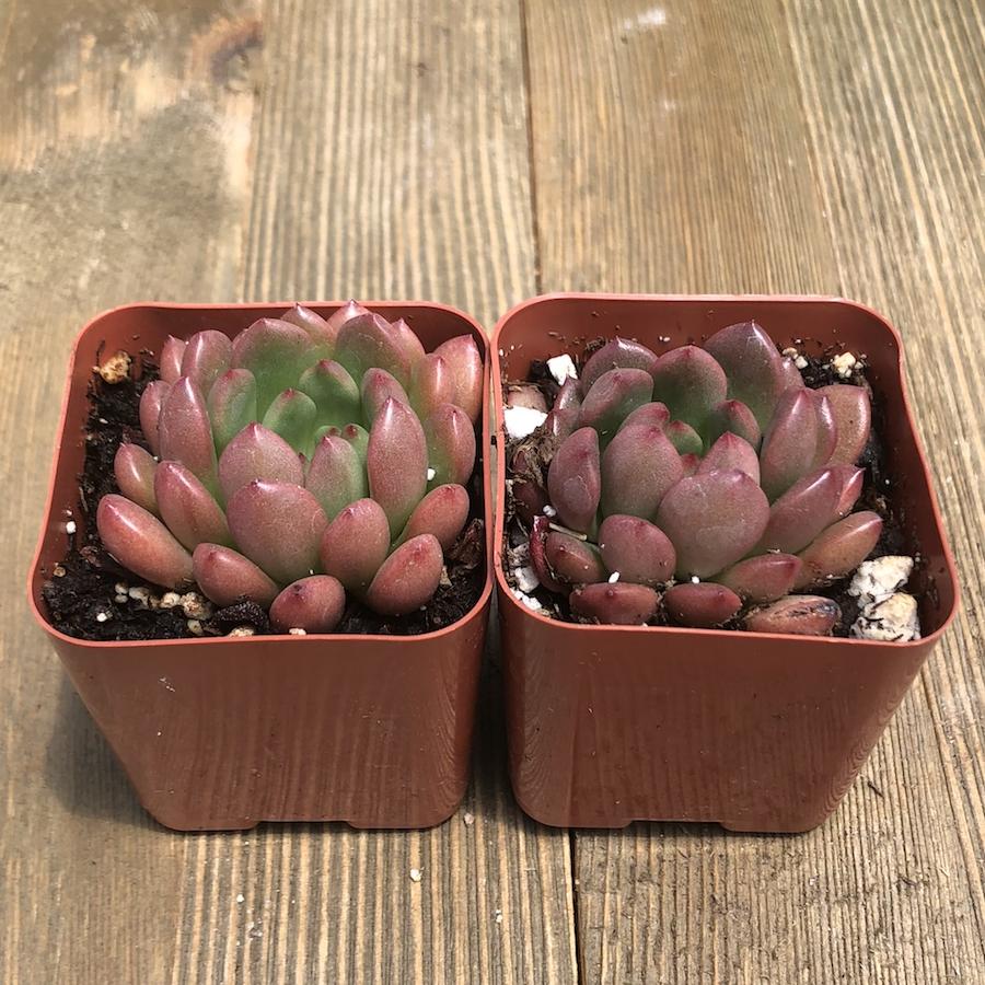 succulent bashful Graptoveria Bashful - 2 inch