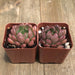 Graptoveria Bashful - 2 inch | Plant | Harddy