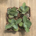 Kalanchoe daigremontiana - Mother of Thousands - 2 inch | Plant | Harddy