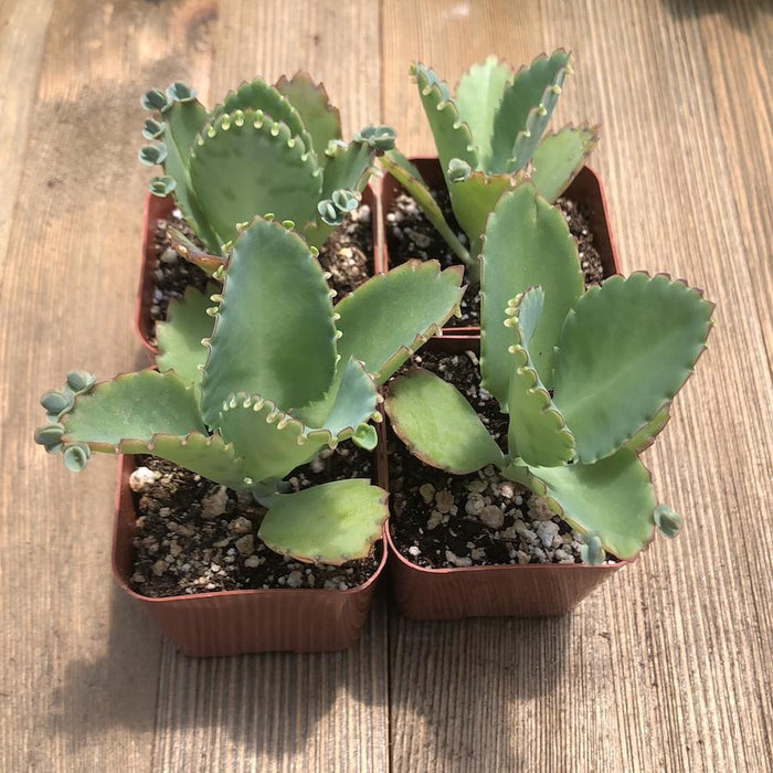 3 mother of thousands kalanchoe daigremontiana mexican hat plant succulent Kalanchoe daigremontiana - Mother of Thousands - 2 inch
