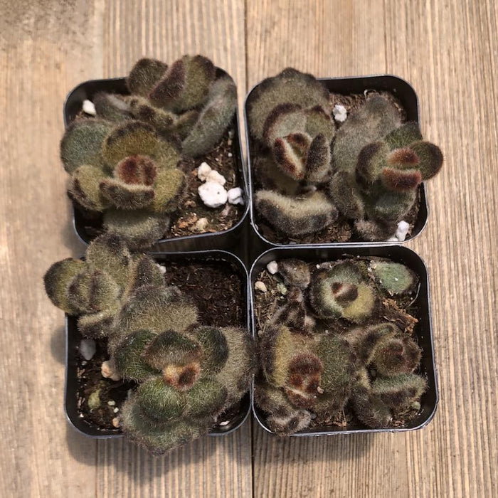 teddy bear plant succulent Teddy Bear Fuzzy Succulent - Kalanchoe Tomentosa