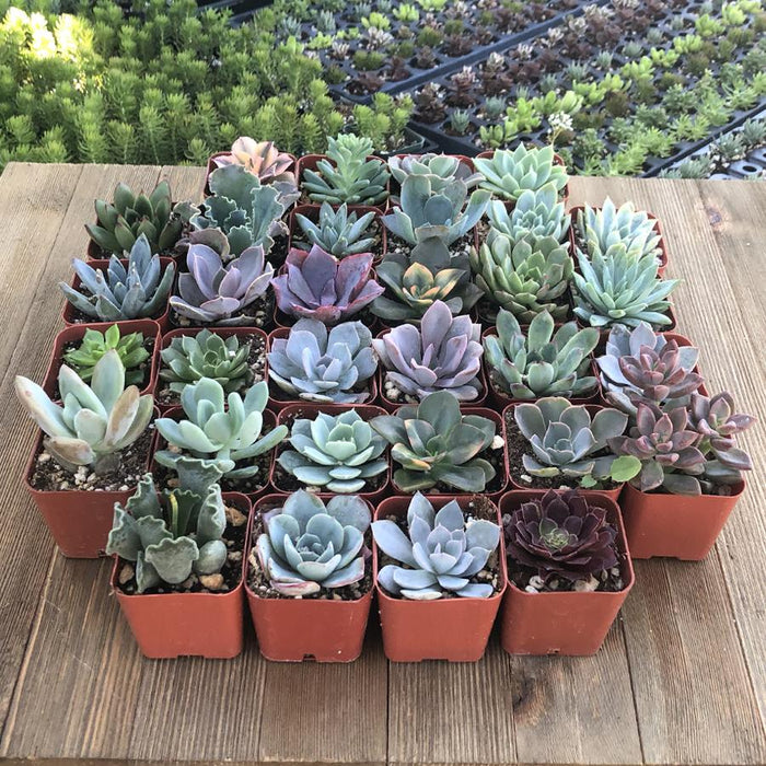nice succulents Rosette Succulents (32 Pack)