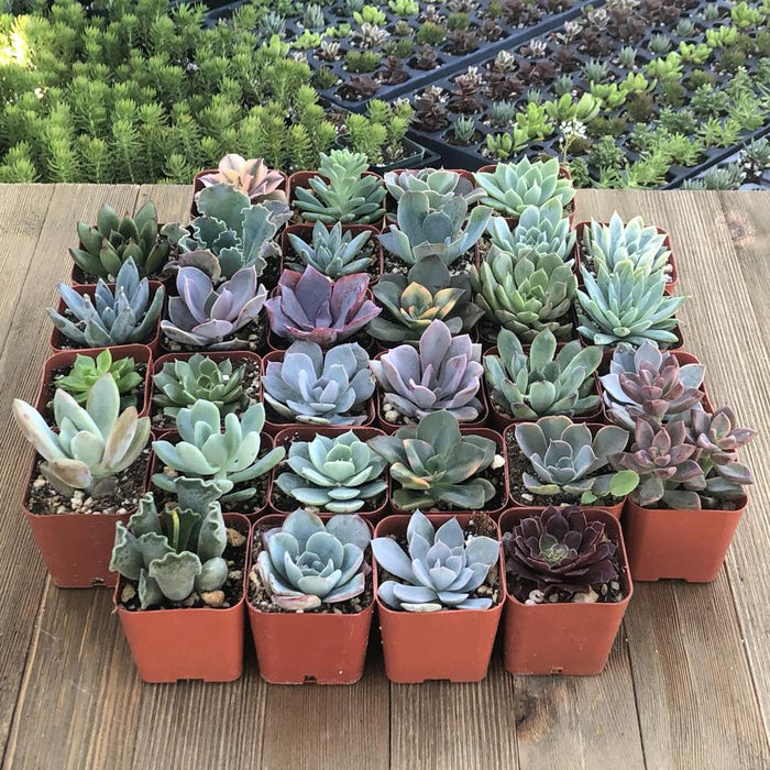 pack of succulents Rosette Succulents (32 Pack)