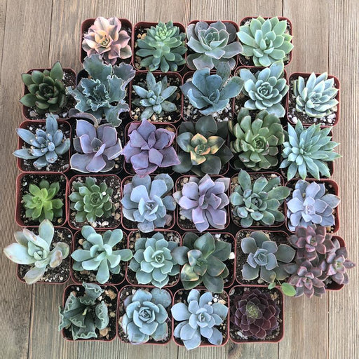 rh succulents Rosette Succulents (32 Pack)