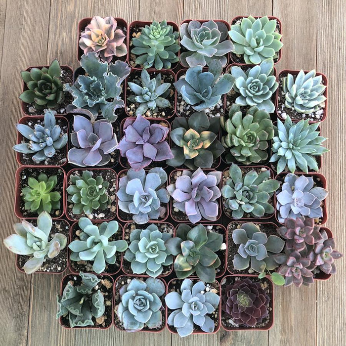 Rosette Succulents (32 Pack) | Pack | Harddy