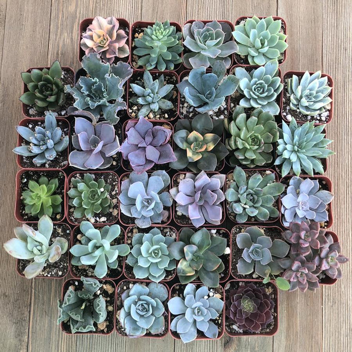 pack of succulents Rosette Succulents (32 Pack)