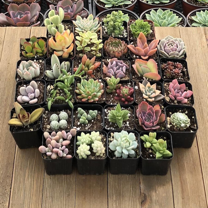 rare succulent collection Unique Succulent Collection