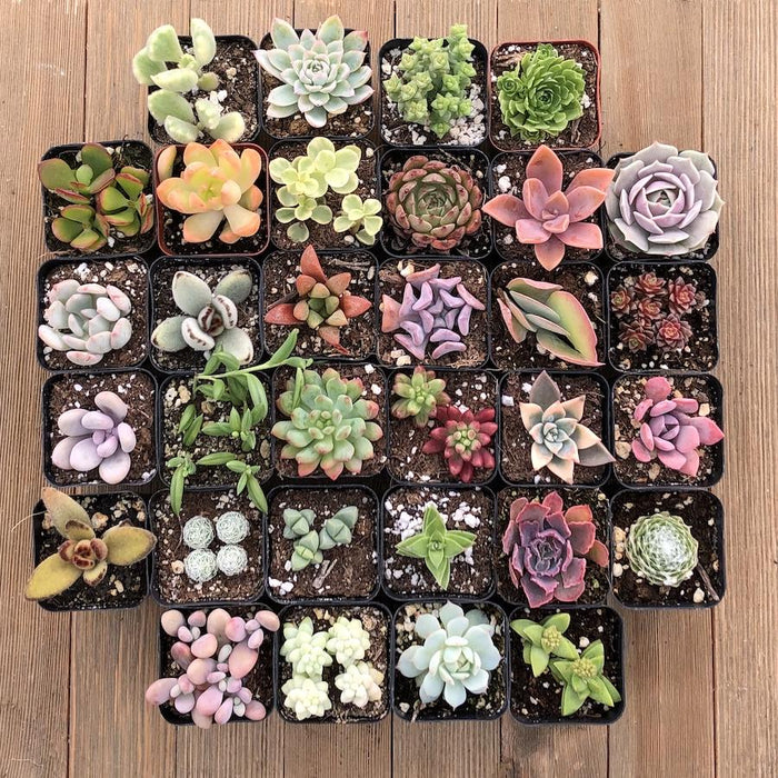 collector succulents Unique Succulent Collection