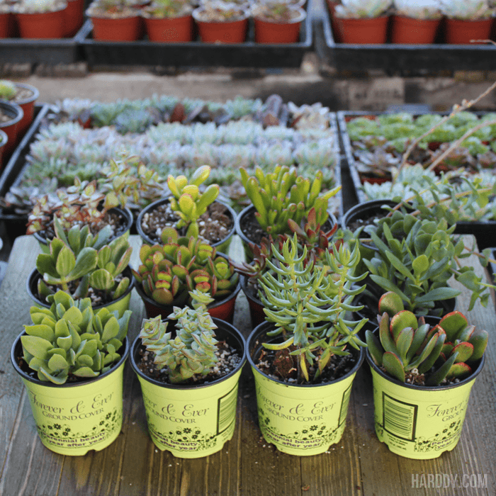 jade plant collection Assorted Crassula - Jade Plants Collection - 4 Inch