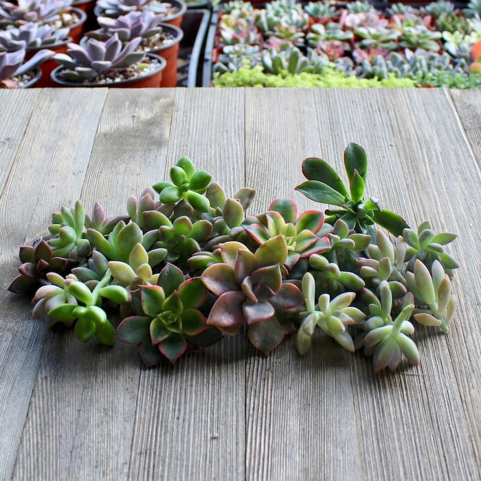 5/10/15/20/30 Assorted Rosette Succulent Cuttings | Pack | Harddy