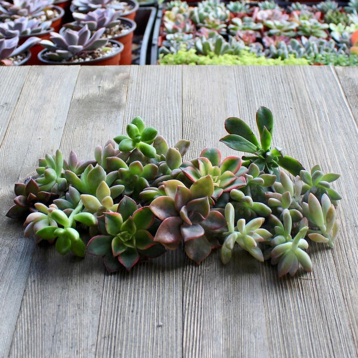 succulent rosette care 5/10/15/20/30 Assorted Rosette Succulent Cuttings
