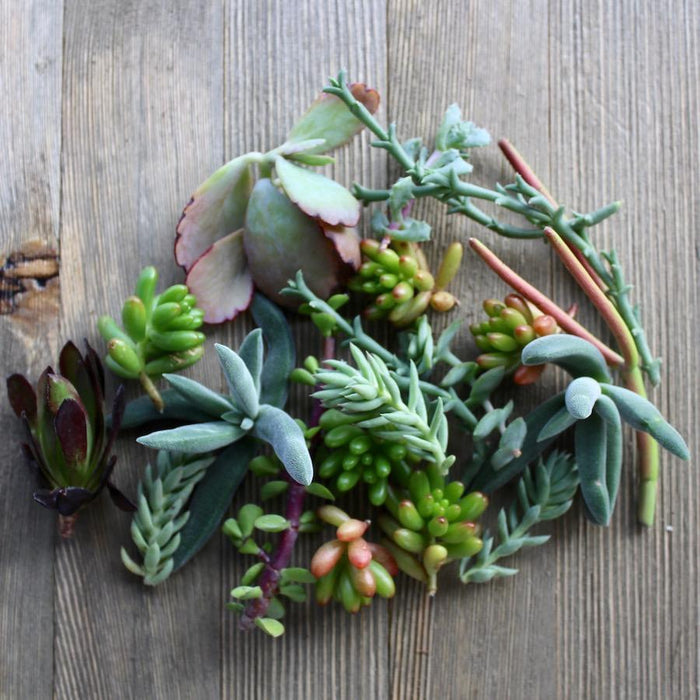 succulent trimmings 5/10/15/20/30 Assorted Succulent Cuttings