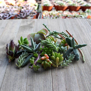5/10/15/20/30 Assorted Succulent Cuttings | Pack | Harddy