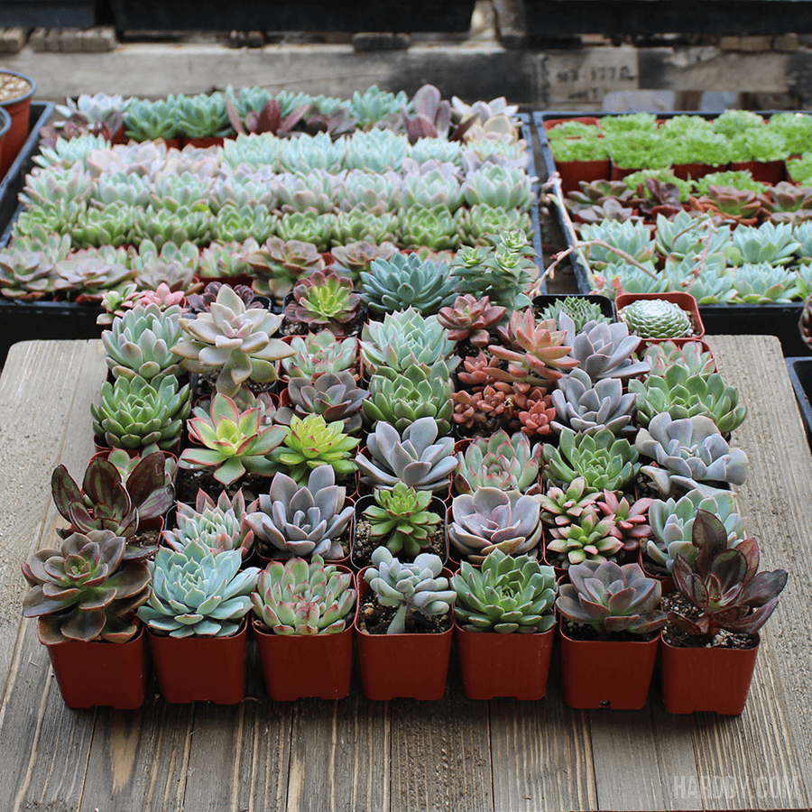succulents plants for sale Assorted Rosette 2 inch Succulent Plants