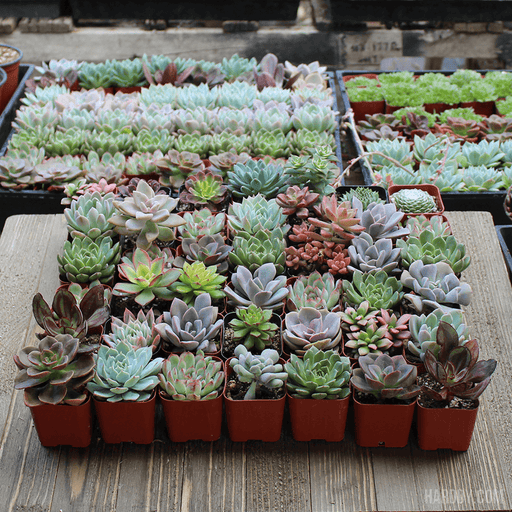 2 inch succulent pots bulk Assorted Rosette 2 inch Succulent Plants