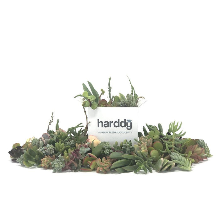 75/100 Assorted Succulent Cuttings | Pack | Harddy