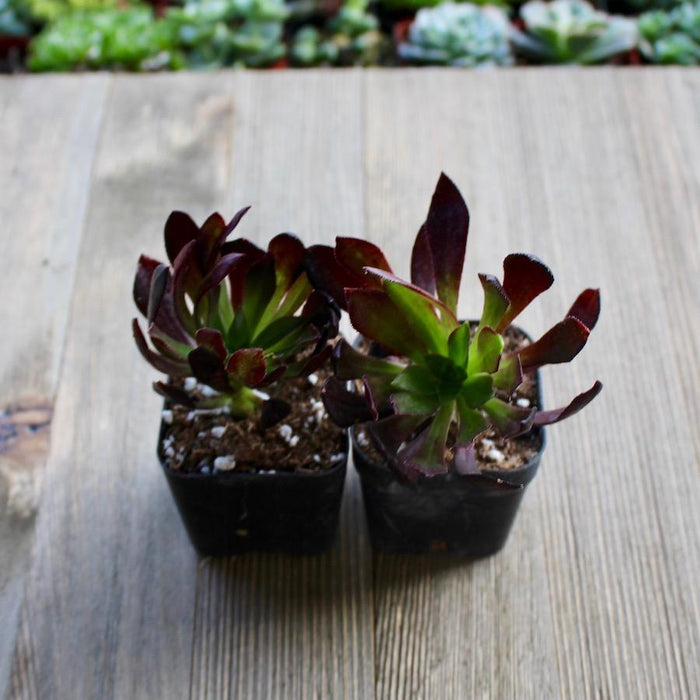 aeonium black rose succulent plant Black Rose Succulent - Aeonium arboreum Zwartkop