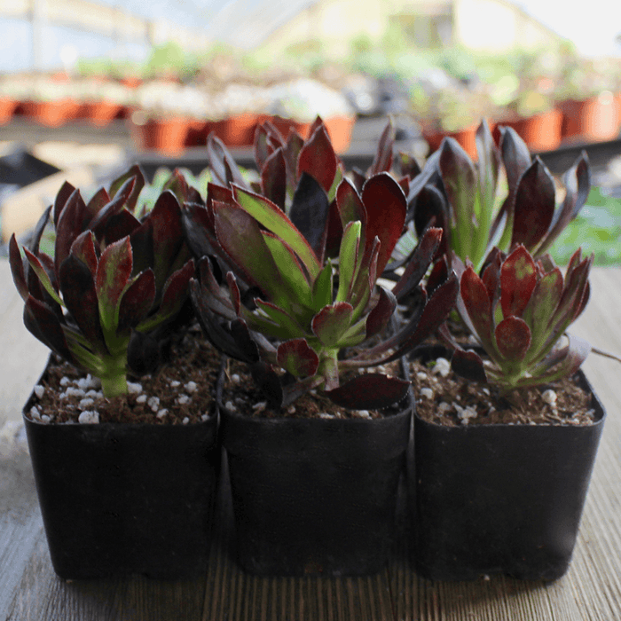 black succulent plants Black Rose Succulent - Aeonium arboreum Zwartkop