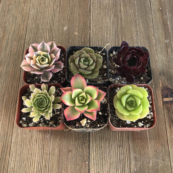 succulent emporium Amazing Aeonium Succulent Collection