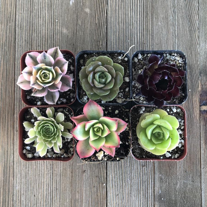 aeonium succulents for sale Amazing Aeonium Succulent Collection