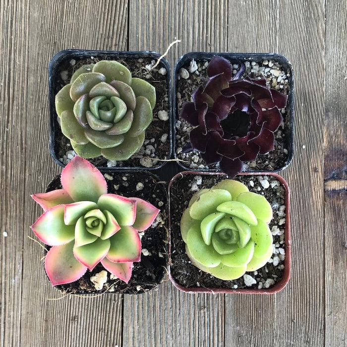 succulent emporium Amazing Aeonium Succulent Collection