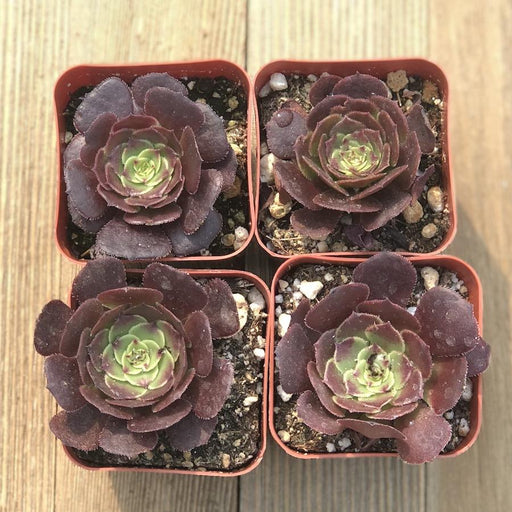 aeonium velour succulent Red Aeonium Velour - Aeonium arboreum Hybrid