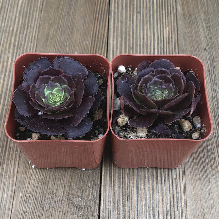 red aeonium succulent Red Aeonium Velour - Aeonium arboreum Hybrid